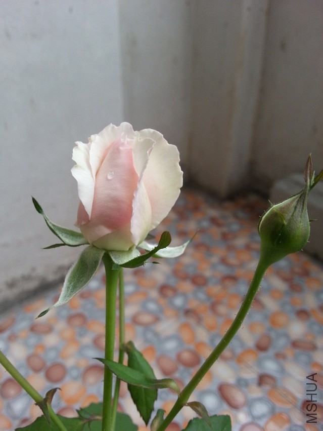 ���D 03.jpg