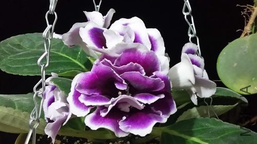 20150508_230227_LLS.jpg