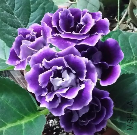 20150508_230700_LLS.jpg