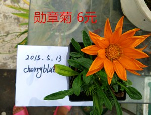 IMG_20150513_164946.jpg