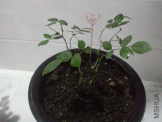 QQͼƬ20150513191945.jpg