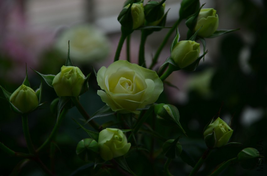 DSC_0369 (2)_����.jpg
