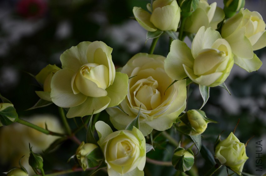 DSC_0369_����.jpg