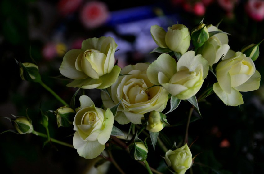 DSC_0372_����.jpg