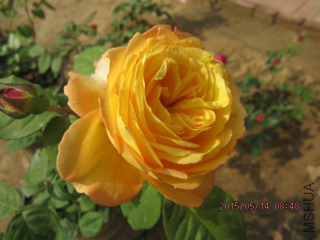 IMG_8777.JPG