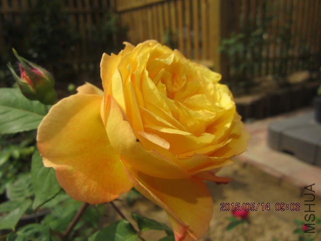 IMG_8793.JPG