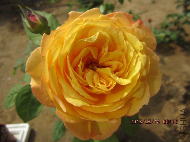 IMG_8764.JPG