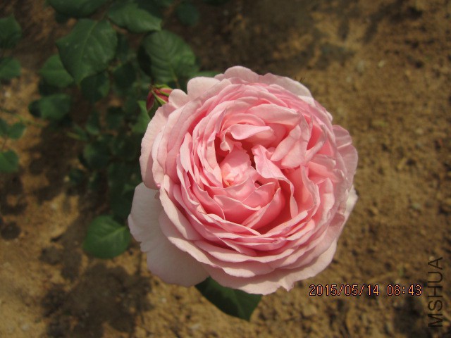 IMG_8769.JPG