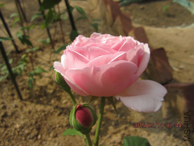 IMG_8770.JPG