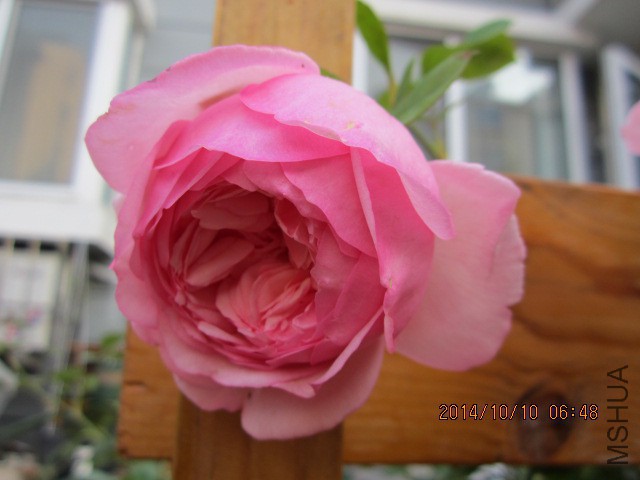 IMG_4830.JPG