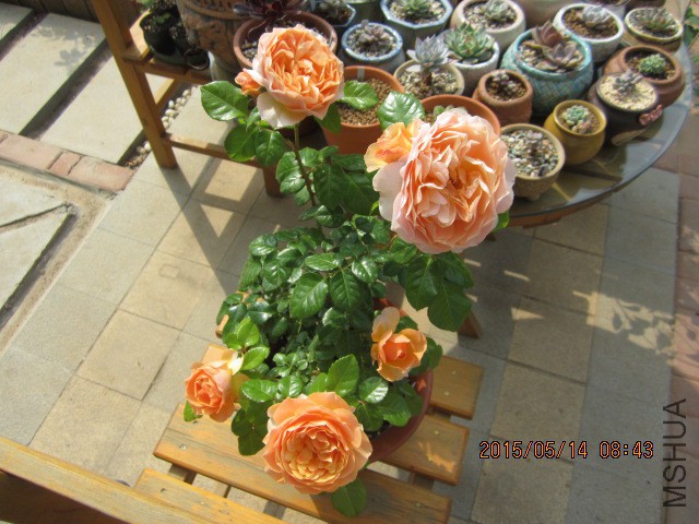 IMG_8767.JPG