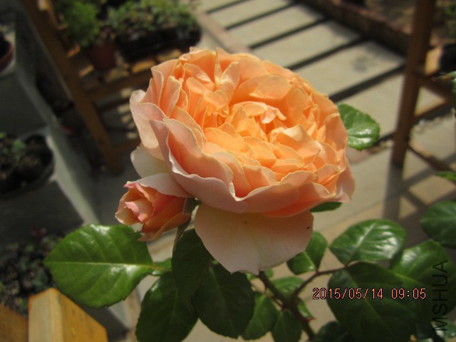 IMG_8797.JPG
