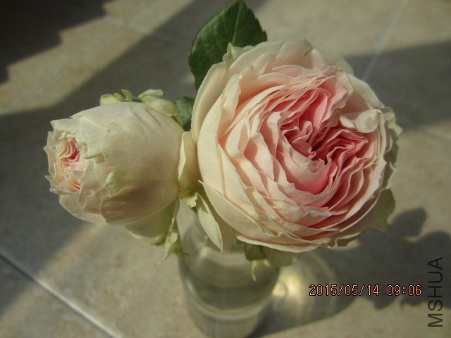 IMG_8799.JPG