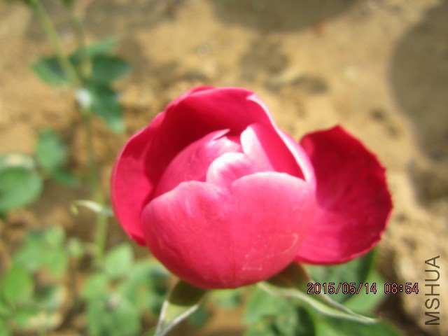 IMG_8785.JPG