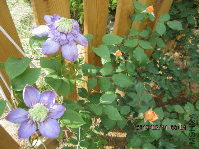 IMG_8795.JPG