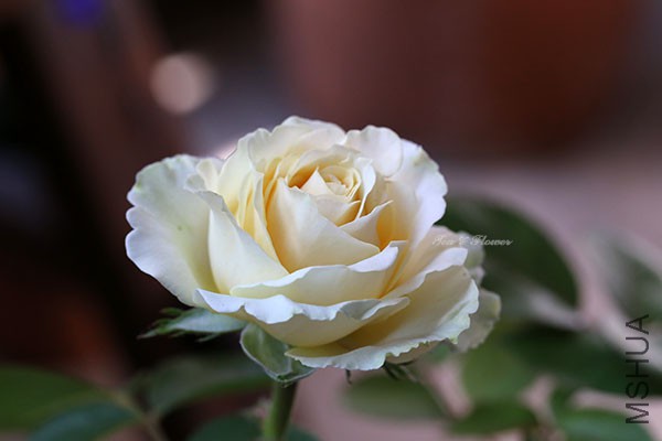 IMG_4710.JPG