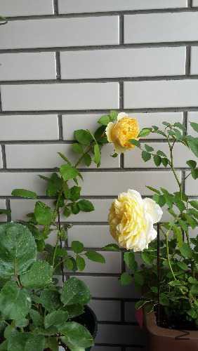 20150514_114013.jpg