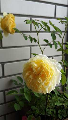20150514_113950.jpg