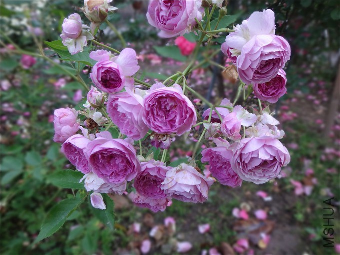DSC05537_����.jpg