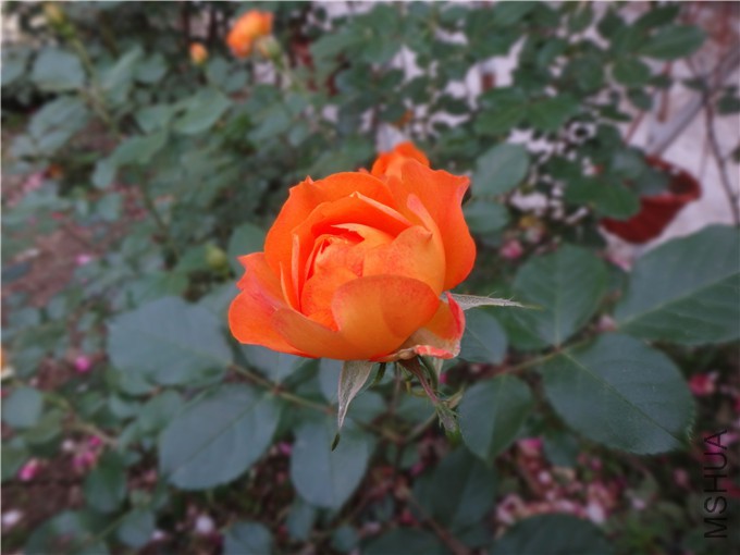 DSC05553_����.jpg