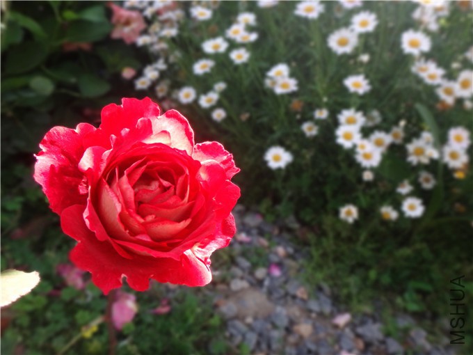 DSC05556_����.jpg
