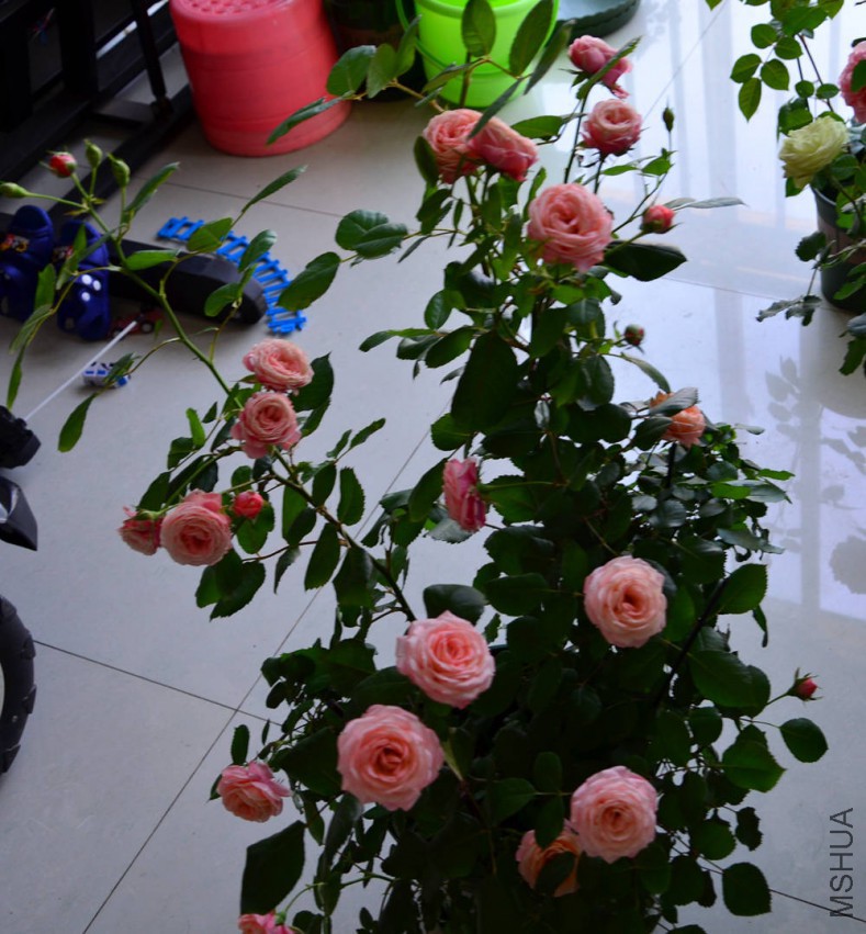 DSC_0376 (2)_����.jpg