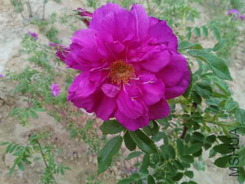 IMG_20150514_152751.jpg