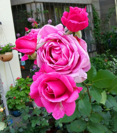 ����˹20150508B.jpg