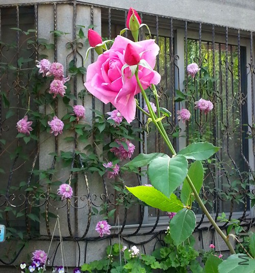 ����˹20150508C.jpg