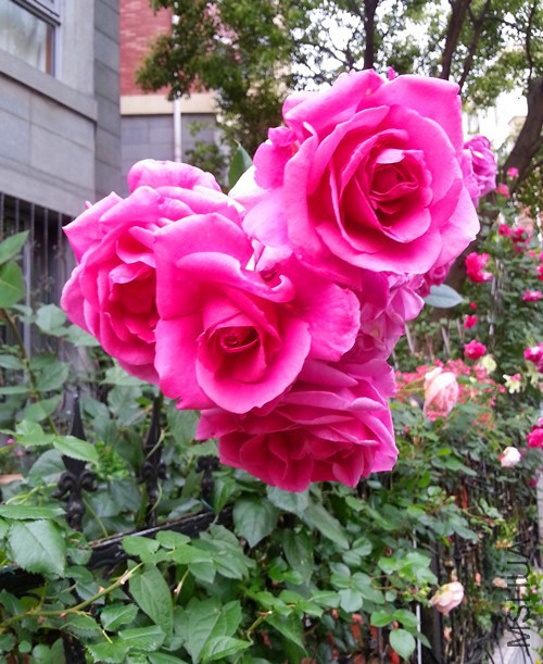 ����˹20150510A.jpg