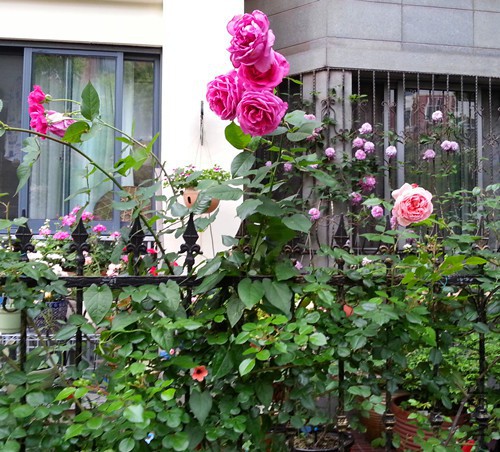 ����˹20150510B.jpg