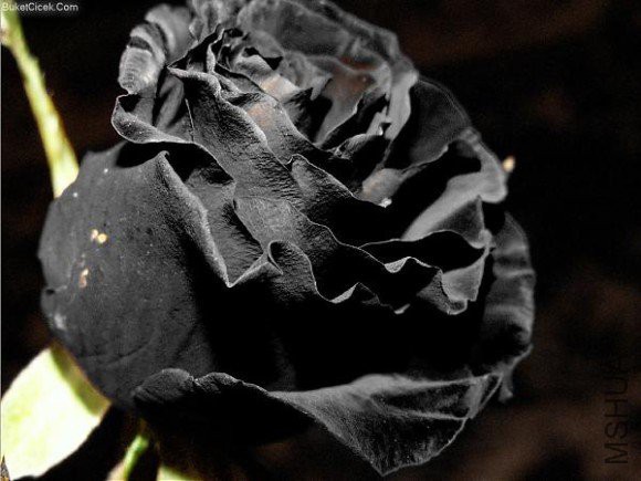 s2_53c31983e91c3.jpg