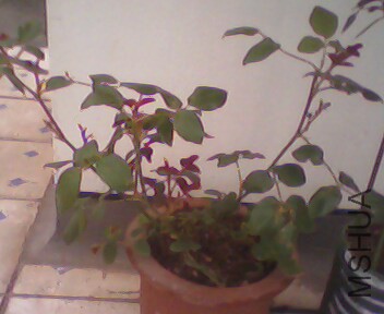 IMG4046A.jpg