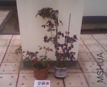 IMG4045A.jpg