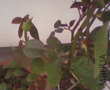 IMG4049A.jpg