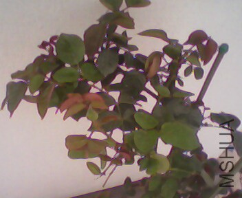 IMG4047A.jpg