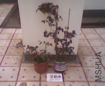 IMG4048A.jpg