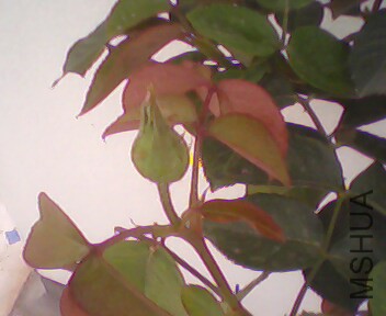 IMG4050A.jpg