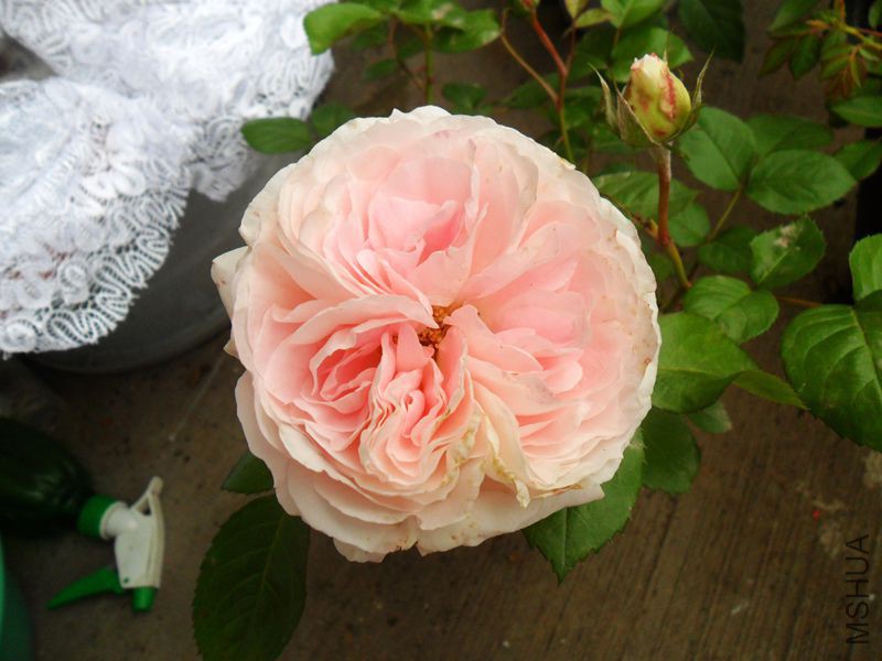 �������� 34.jpg