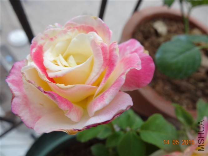 DSC09353.jpg