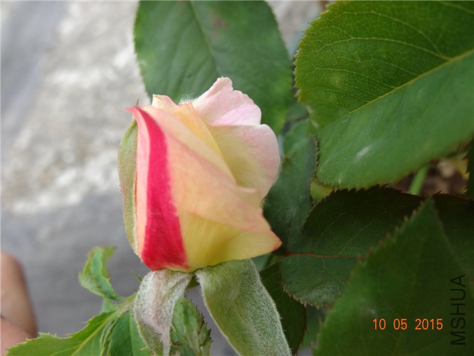 DSC09264.jpg