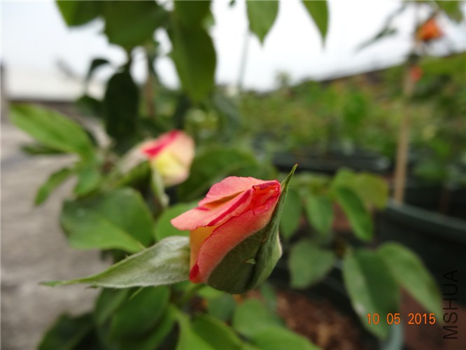 DSC09265.jpg