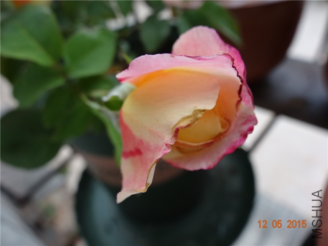 DSC09275.jpg