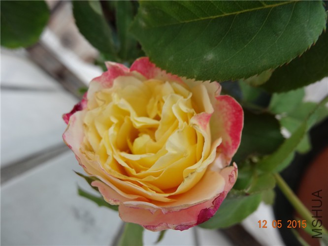 DSC09276.jpg