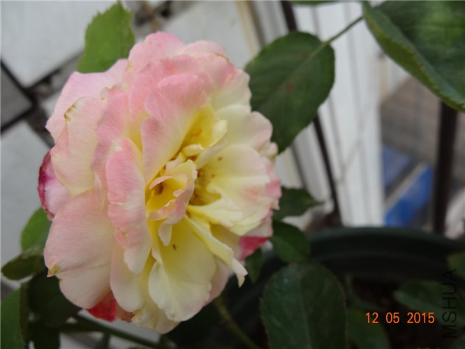 DSC09283.jpg