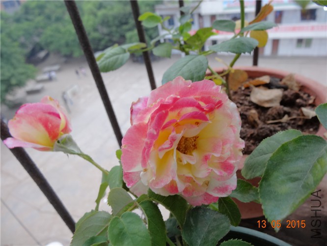 DSC09294.jpg