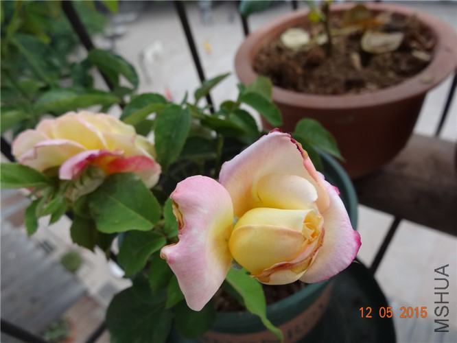 DSC09284.jpg