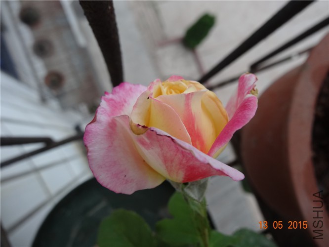 DSC09297.jpg