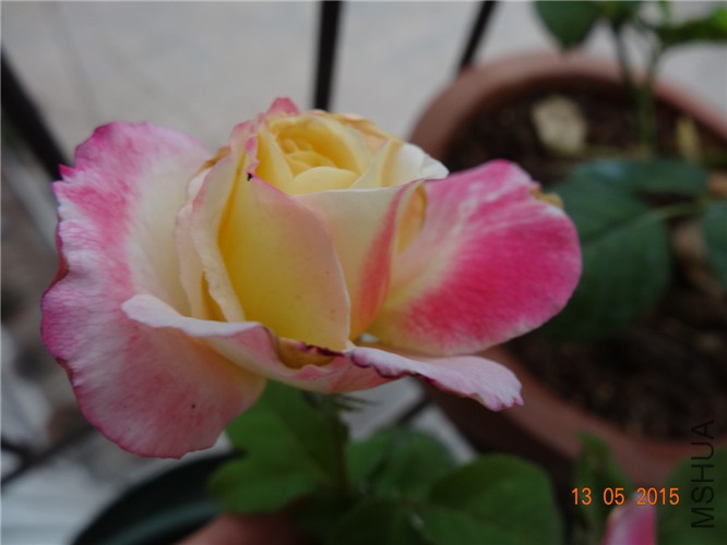DSC09350.jpg