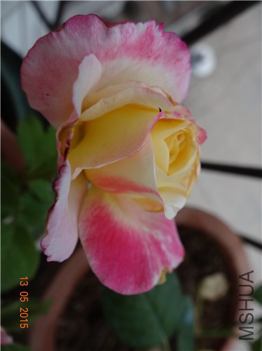 DSC09351.jpg